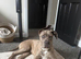 5 month old cane corso/mastiff boy for sale