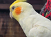 2 year old Lutino male Cockatiel