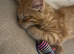 1 Ginger Boy