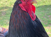Hatching eggs gold laced Barnevelder LF &pound;3 each