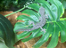 South West Spiny Tail Gecko (Strophurus Springerus) at Birmingham Reptiles