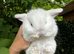 Tiny Baby Bunny&rsquo;s