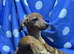 Dachshund x jack russle