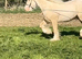 14.2 cremello colt