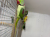 Lutino alexandrine