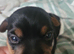 9 wk old jack russell puppy for sale