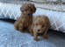 Toy poodle