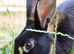 Male rabbit needs home