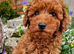 Red Toy Poodle Boy