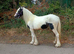 Driving cob filly