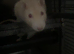 Two Friendly Male Rats &ndash; 10 Months Old &ndash; Full setup included