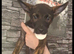 Belgian Malinois puppy