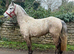 Rising 3 yr 14h old class1 Connemara mare