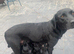 Pedigree lab puppies for sale