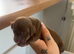 A beautiful litter of dachshunds