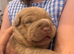Bearcoat sharpei pups