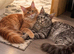 Tica registered Mainecoon kittens