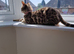 Glitter bengal female