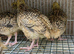 Golden jumbo quails