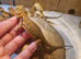 Baby bearded dragons for sale