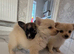Pomeranian and chihuahua mix micro teacup