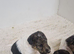 Ourstanding wired fox terrier puppies