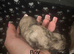 Chihuahua puppies