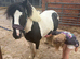 12.2 mini gelding cob