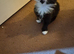 Kittens for sale