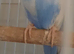Male budgie