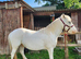 Beautiful Sec D x Welsh partbred FULL LOAN OR SALE
