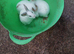 Mini rex x mini lion head
