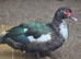 Muscovy ducks females
