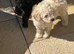 Adorable toy poodle pups