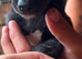 Bedlington whippet X Lurcher pups