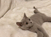 British short hair Russian blue