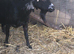 Black and white nanny goat