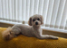 Toy poodle