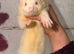 Semi angora ferret small jill