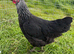 Guaranteed female chickens