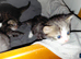 mixed babies for sale