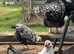 Point of Lay Pure breed female chickens