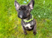 French cross pug