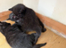 Kittens for sale