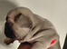 Kc registered 6 generations kc puppies