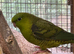 Lineolated parakeets Linnies DNA cock & hen