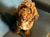 Lovely female chocolate cockapoo