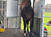 Stunning Welsh D yearling filly