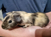 Californian cross male guinea pigs