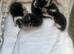 Stunning kittens for reservation/sale